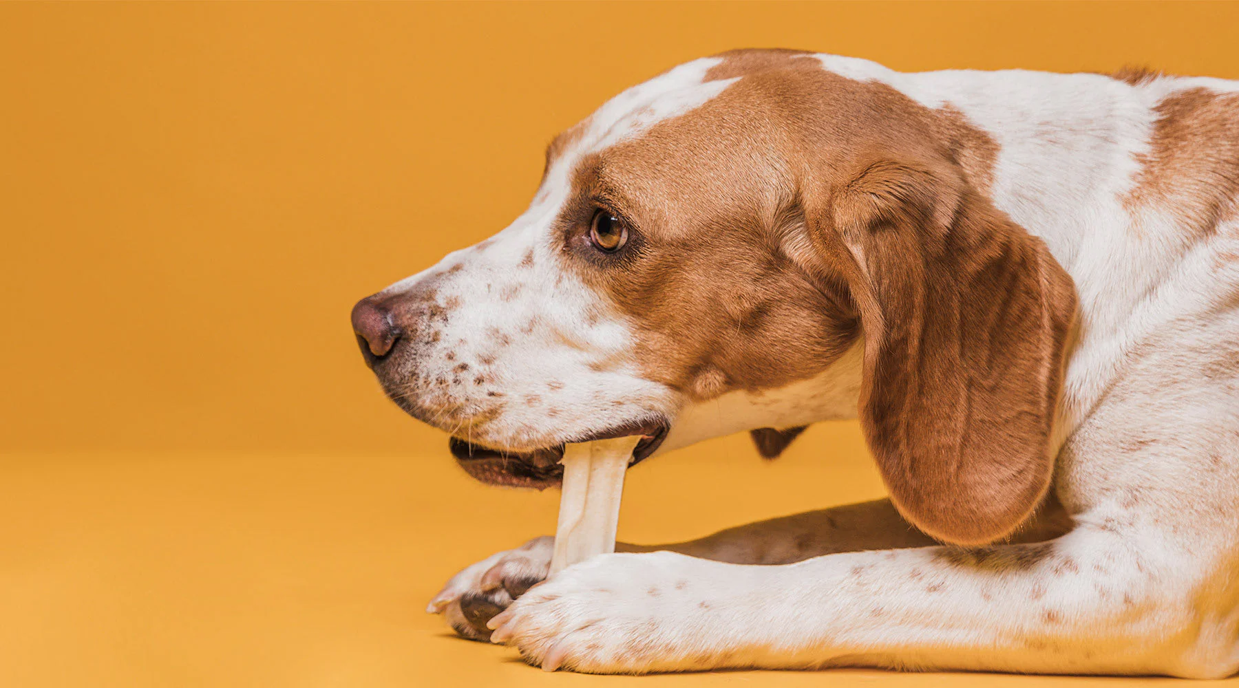 Beagle chewing a MountainChew dog chew